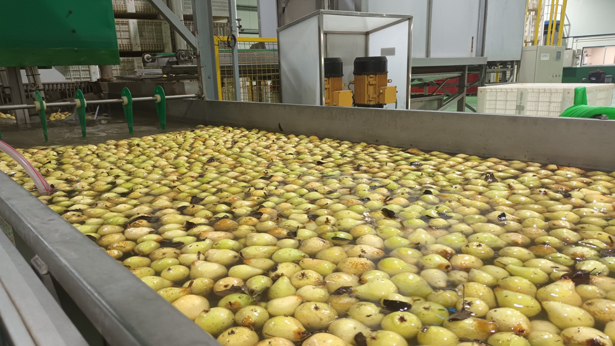 Maximizing pear shelf life: Advanced post-harvest storage treatments Recomendaciones para una adecuada conservación frigorífica de las peras.png